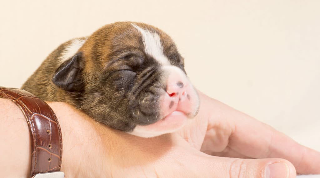 Top Tips for Grooming Your Pup! Blog04 Free Img 1