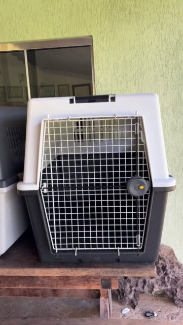 Alugamos caixas de transportes para cães, gatos e Pets, temos vários tamanhos! Oferecemos o melhor custo benefício para os clientes. #transportedecaesepets