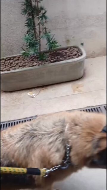 Transportamos o seu cão com conforto, segurança, carinho e todos os cuidados que os pets merecem! Taxi dog em Brasília e viagens internacionais, de cães, gatos e pets. #taxi Dog @transportedecaesepets