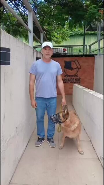 Transportamos o seu cão com conforto, segurança, carinho e todos os cuidados que os pets merecem! Taxi dog em Brasília e viagens internacionais, de cães, gatos e pets. #taxi Dog @transportedecaesepets