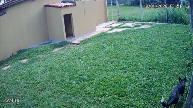 Hospedagem de cães com passeios diários, monitoramento com câmeras 24 horas e todos os cuidados para o bem-estar dos cães.