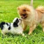 @crechepetshop