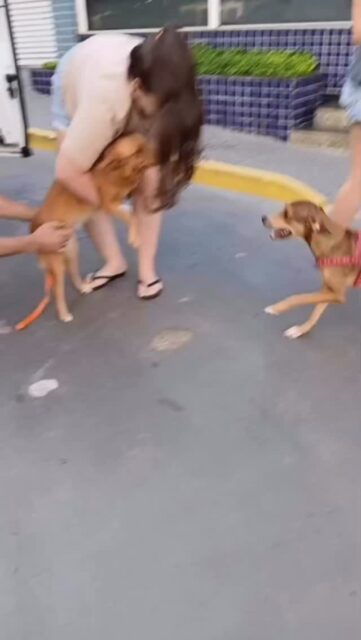 Creche com táxi Dog! @transportedecaesepets