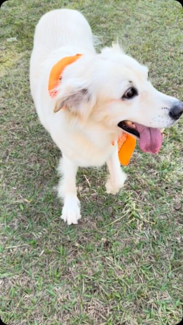 Hóspede o seu cão com segurança, conforto, passeios diários, carinho, banho na entrega! Temos uma estrutura completa para o bem estar do seu pet.