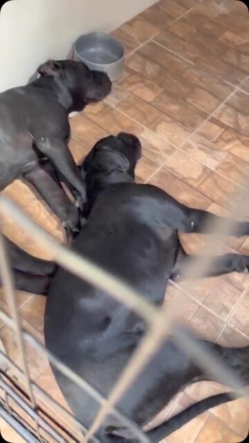 Oferecemos Adestramento, hospedagem, creche, banho e tosa, táxi Dog! Tudo isso com qualidade para o bem estar do seu cão.