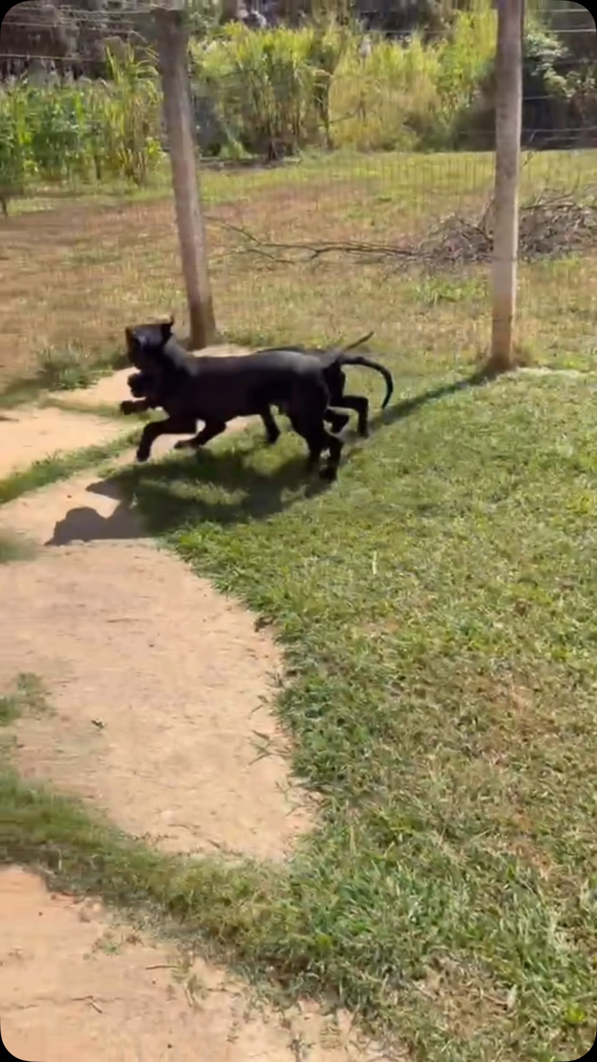 Oferecemos Adestramento, hospedagem, creche, banho e tosa, táxi Dog! Tudo isso com qualidade para o bem estar do seu cão.