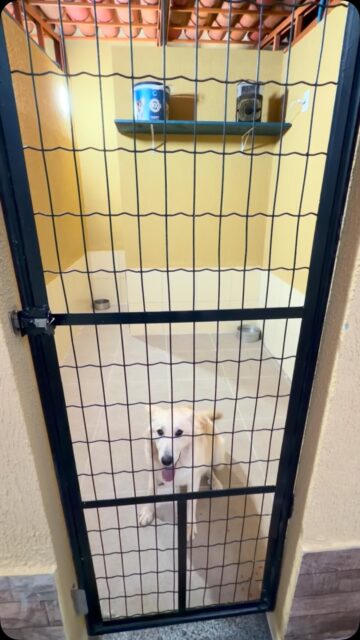 Home Hotel cinco estrelas e creche para cães na cidade de Arniqueira! Temos uma estrutura moderna e planejada para o bem estar dos Pets. Faça a sua reserva.