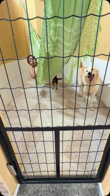 Home Terapia canina! Trabalhamos para o bem estar dos Pets @crechepetshop