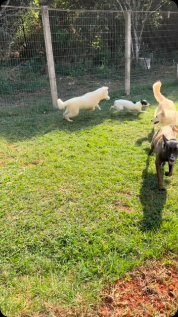 Home Hora de gastar a energia! @crechepetshop