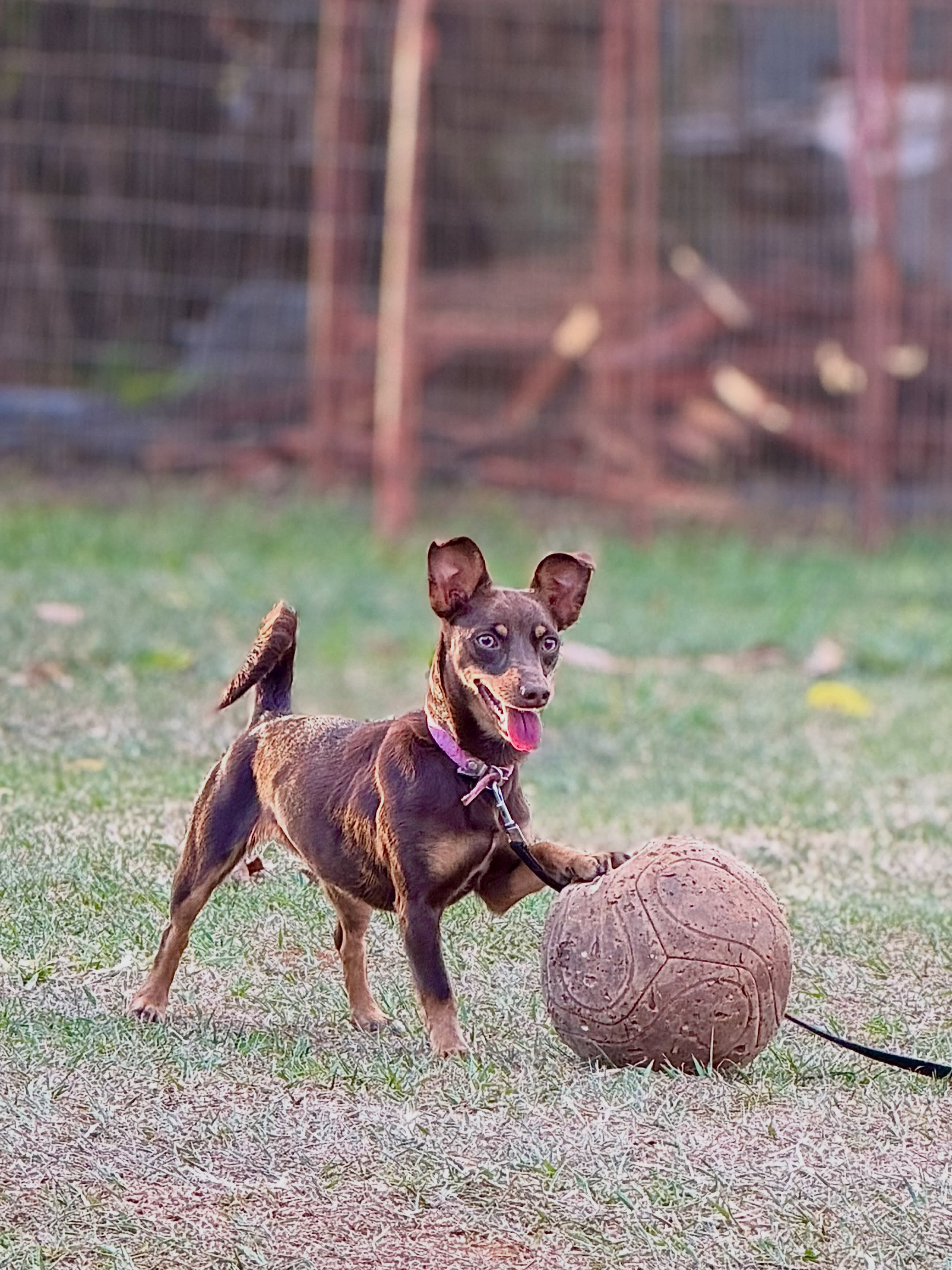 Home Pitchuca; essa é boa de bola!